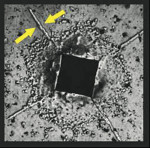 Figure 5  Arrows show the arresting of an ensuing crack by compressive forces acting at the crack tip.