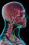 Figure 1. The lymph supply of the head, neck, and face.