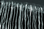 Fig 7. Negative-density image of etched (untreated) dentin imaged via 3D x-ray nano-tomographic microscopy. The extremely high resolution of this 3D data (160-nm resolution) was made possible by the high-intensity synchrotron radiation of the TOMCAT beamline at the Paul Scherrer Institute.