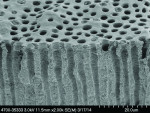 Fig 8. Image obtained with SEM of untreated dentin control section. The sample was fractured prior to attachment to an angled mount.