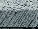Fig 12. SEM image of the dentin section treated with the Arg/CO3 paste (14 product applications).