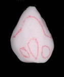 Figure 9: After the polished surface was removed, a red wax pencil was used to draw areas where stains were to be applied.