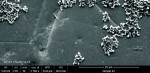 Fig 4. SEM image at 2500x magnification, after treatment.