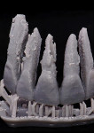Fig 4. Modified 3D-printed model showing tooth No. 8 with external
resorption.