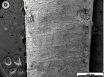 Figure 2D  Scanning electron micrographs of tooth slices subjected to the standard jet tip treatment for 3 seconds.