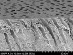 Figure 9: This SEM shows the decalcification of the outer layer of dentinfrom the application of acid (courtesy of Dr. Perdigão).