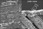 Figure 1  This view exhibits field-emission gun scanning electron microscope(FEG-SEM) photomicrographs of a smear layer produced by a diamondbur at dentin.