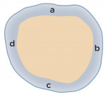 Figure 9  Schematic representative of an average thickness of circumferential remaining enamel, calculated by measuring the greatest width of each side ([buccal (a) + mesial (b) + lingual (c) + distal (d)]/4).