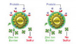 Figure 4 A zinc ion barrier prevents protein receptors from engaging amino acids, thereby preventing the production of sulfur gases for the lifespan of the bacteria.