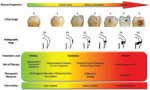 Figure 1 The analysis of caries as a biologic process3,31 schematically shows the relationship of diagnostic findings (clinical: International Caries Detection and Assessment System scores; radiographic lesion extension) and the therapeutic options on var