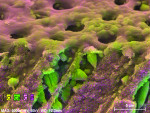 Fig 7. Close-up of dentin cross-section following three applications with the oxalate strip. The colored overlay, highlighting areas containing deposits of oxalate crystals deposition, was obtained by combining the SEM image with EDS elemental maps for oxygen, calcium, carbon, and phosphorous.