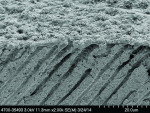 Fig 11. SEM image of the dentin section treated with the SnF2 paste (14 product applications).