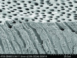 Fig 13. SEM image of the dentin section treated with the Arg rinse (14 product applications).