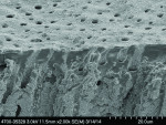 Fig 14. SEM image of the dentin sec- tion treated with the Sr acetate paste (14 product applications).