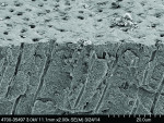 Fig 15. SEM image of the dentin section treated with the CaP silicate paste (14 product applications).