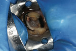 Figure 7  Completed endodontic re-treatment requiring sealing of chemically softened, disinfected furcation floor. TheraCal LC was added in a 1-mm increments to provide a visually discernible orifice and furcation floor seal. Endodontic re-treatment